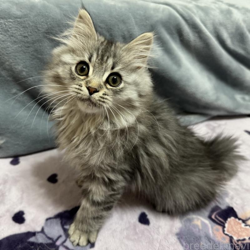 販売中ののマンチカン-135101