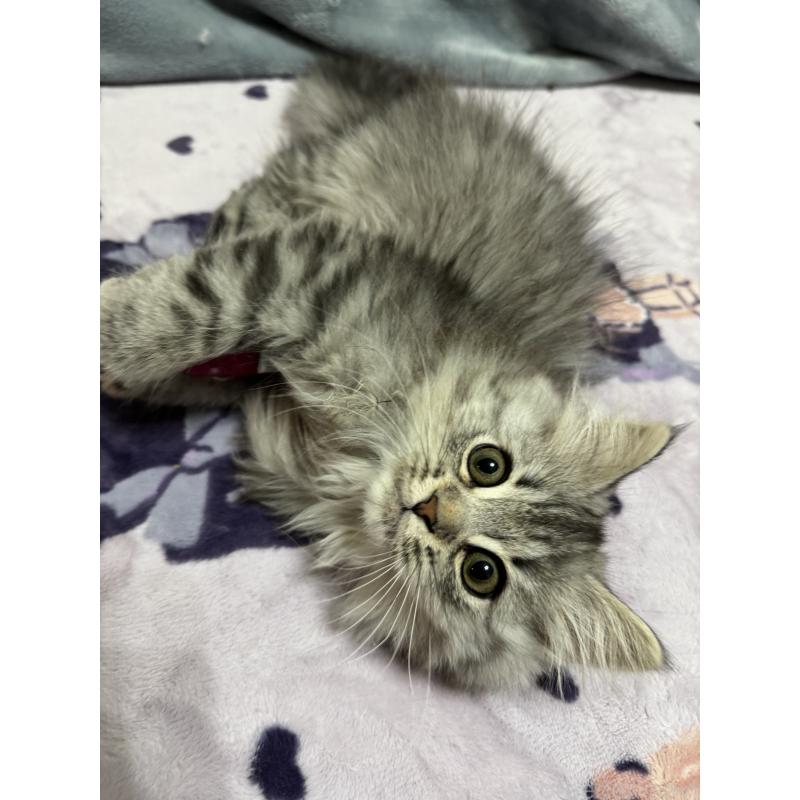 販売中の千葉県のマンチカン-135101の4枚目