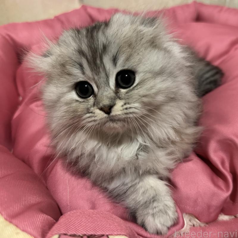 販売中の千葉県のミヌエット(短足)-136735