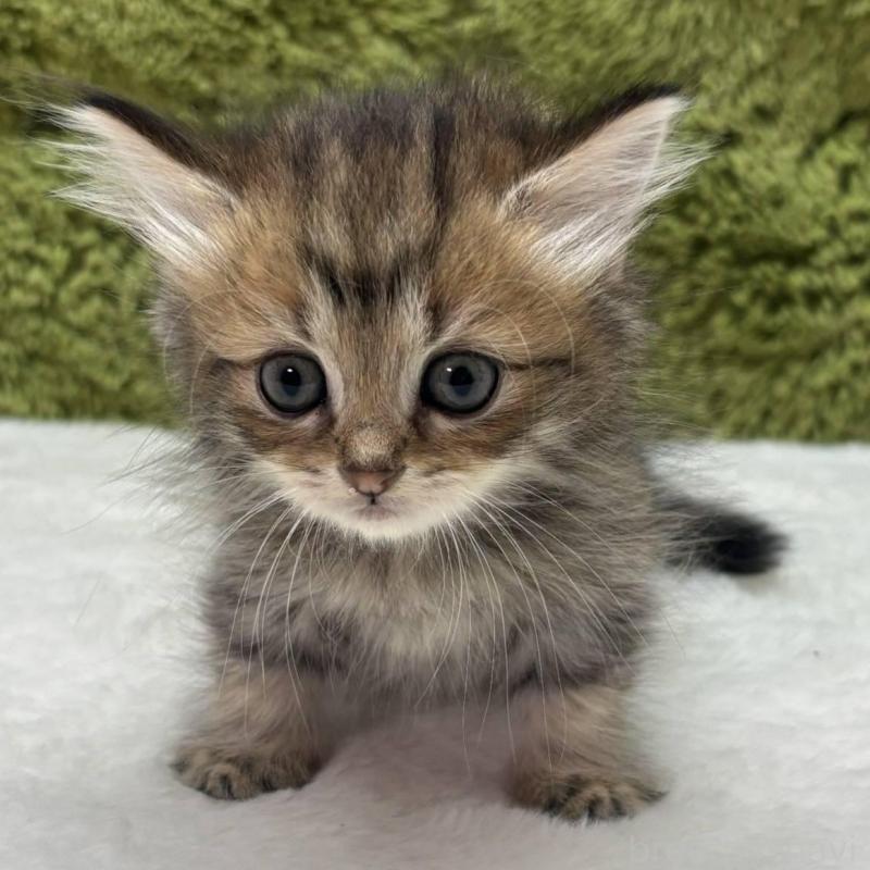 販売中の愛知県のマンチカン(短足)-138737の2枚目