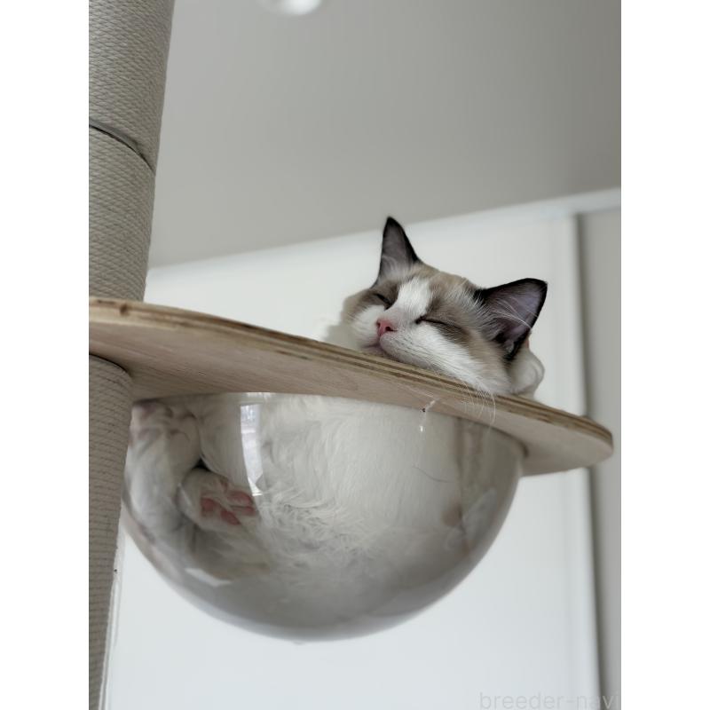 販売中の石川県のラグドール-130426の2枚目