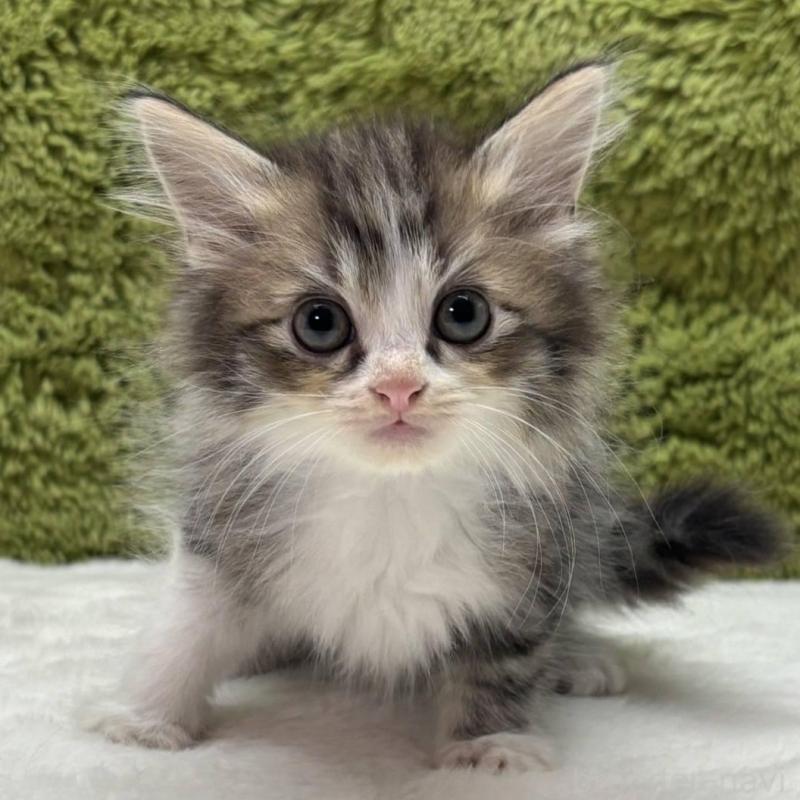 販売中の愛知県のマンチカン-138738