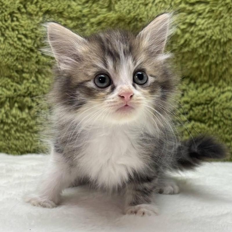 販売中の愛知県のマンチカン-138738の2枚目