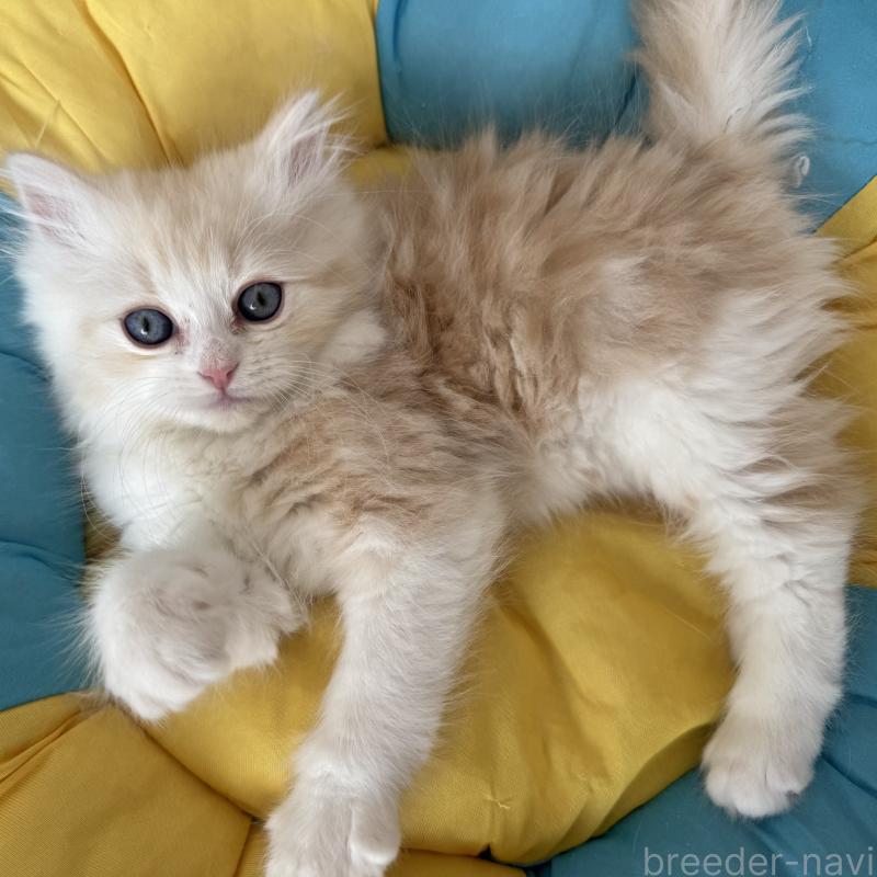 販売中の千葉県のミヌエット-137140