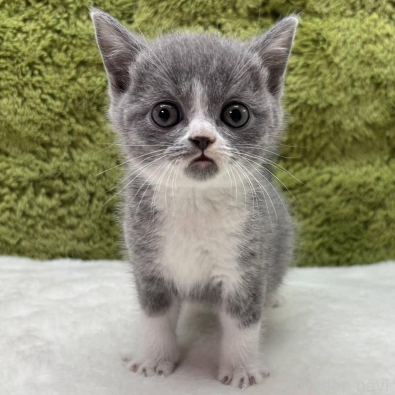 販売中の愛知県のブリティッシュショートヘア-138739