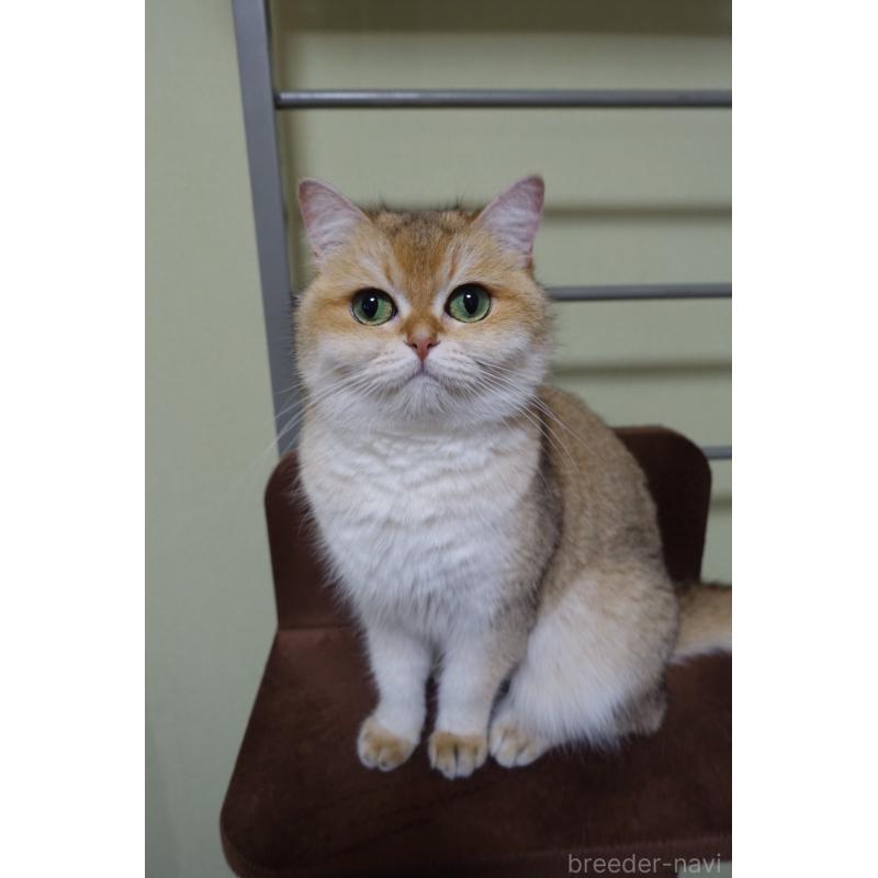 販売中の埼玉県のブリティッシュショートヘア-138740の3枚目