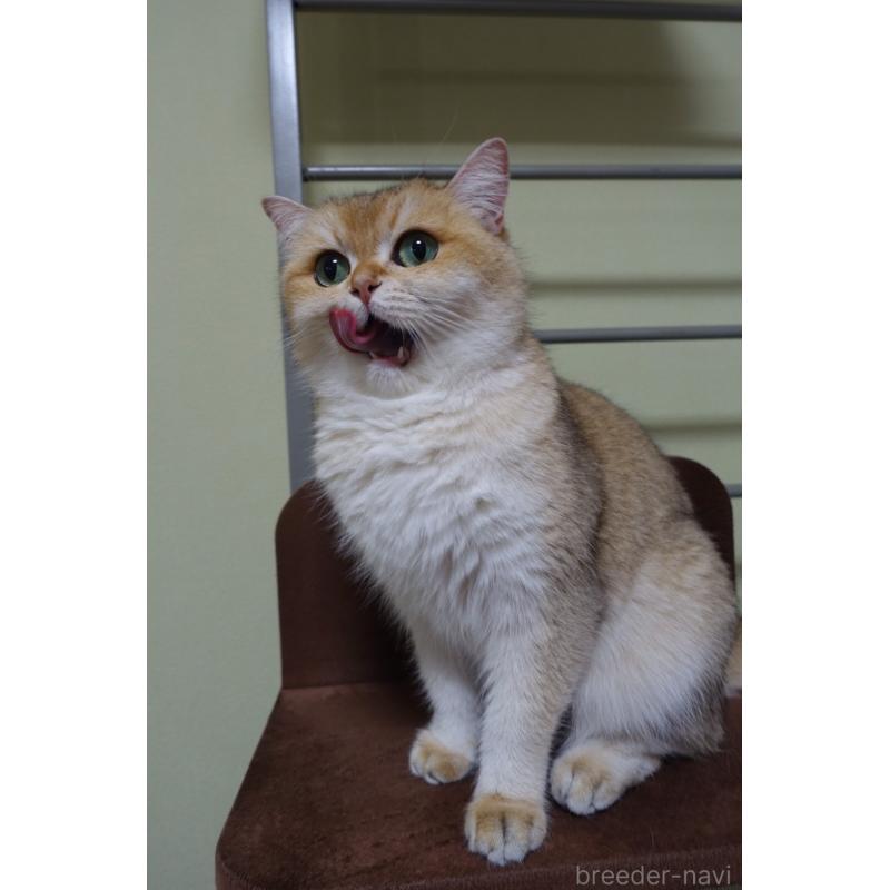 販売中の埼玉県のブリティッシュショートヘア-138740の2枚目