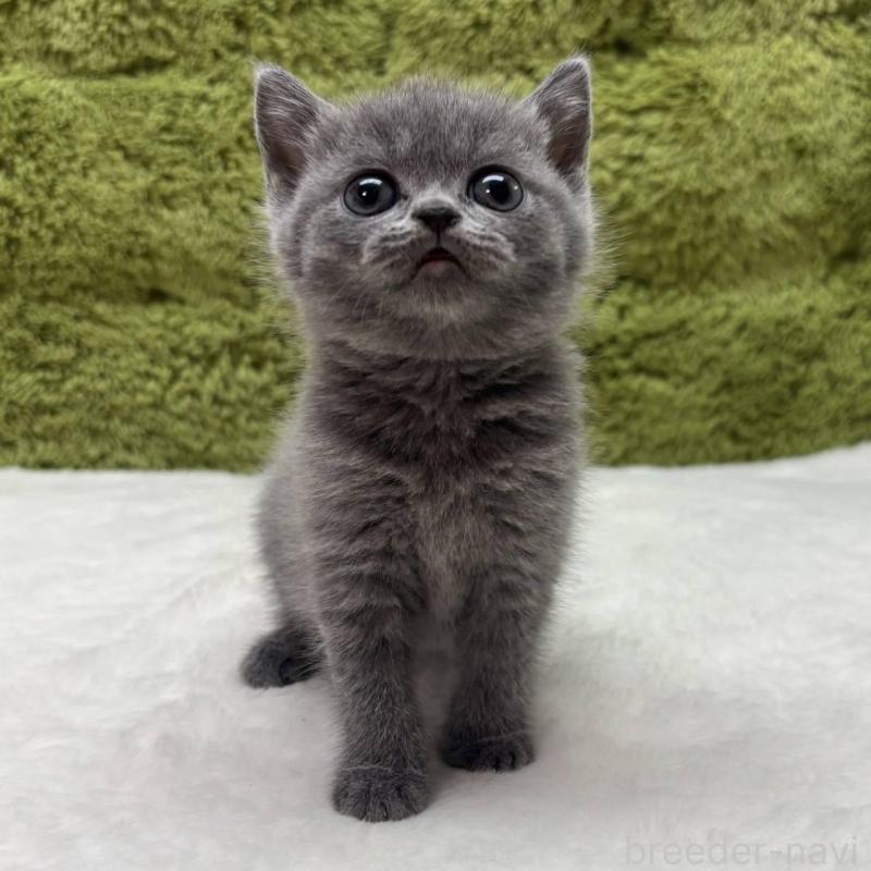 販売中の愛知県のブリティッシュショートヘア-138741