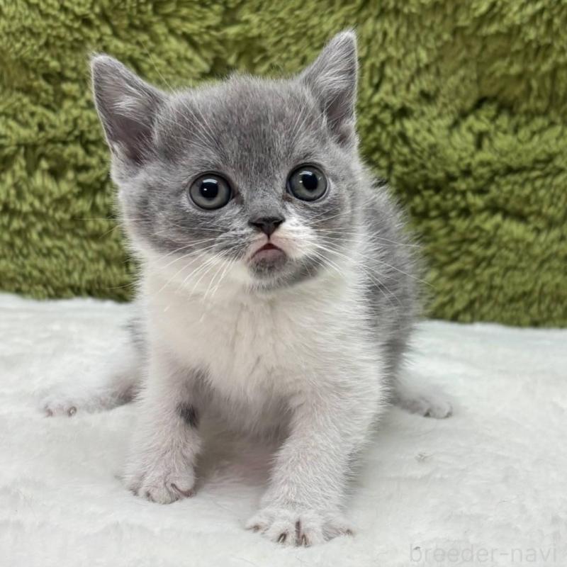 販売中の愛知県のブリティッシュショートヘア-138742の2枚目