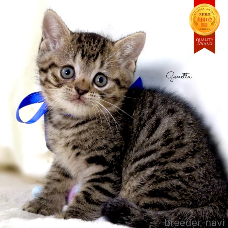 商談中の栃木県のジェネッタ-136374