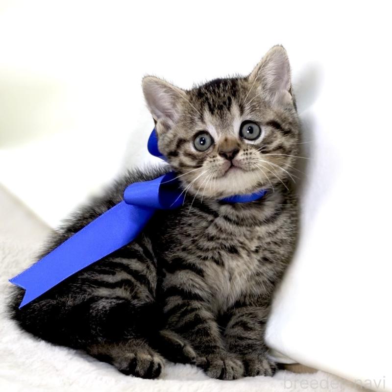 商談中の栃木県のジェネッタ-136374の10枚目