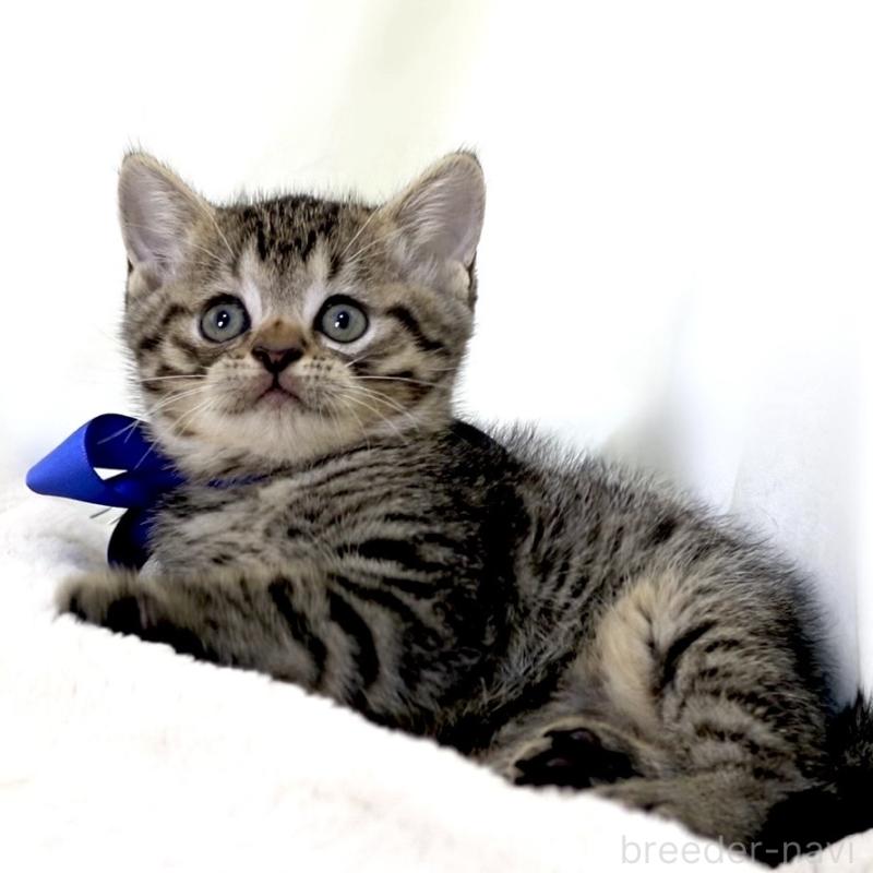 商談中の栃木県のジェネッタ-136374の9枚目