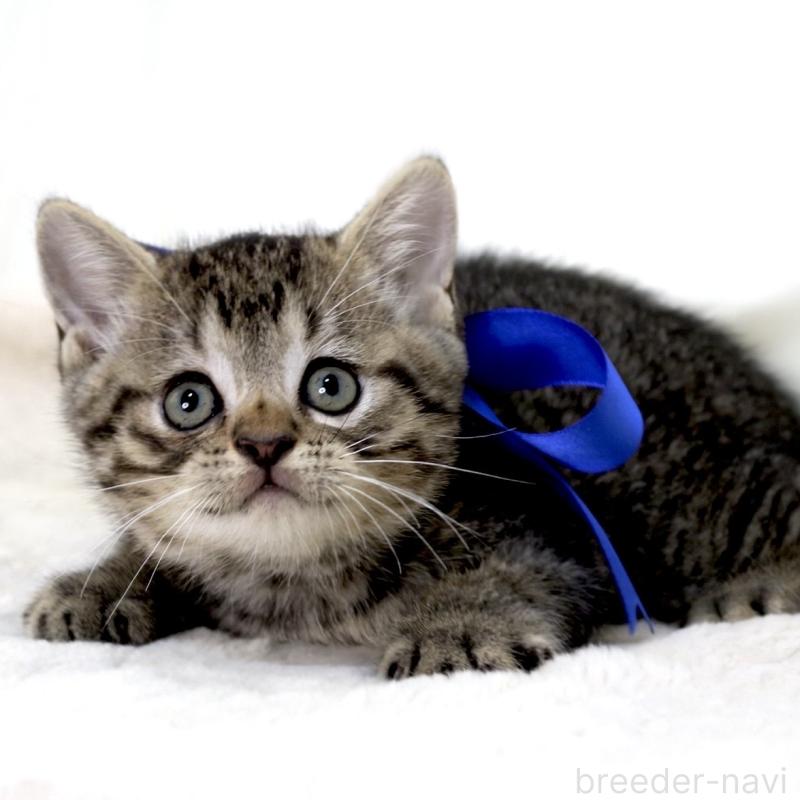 商談中の栃木県のジェネッタ-136374の8枚目