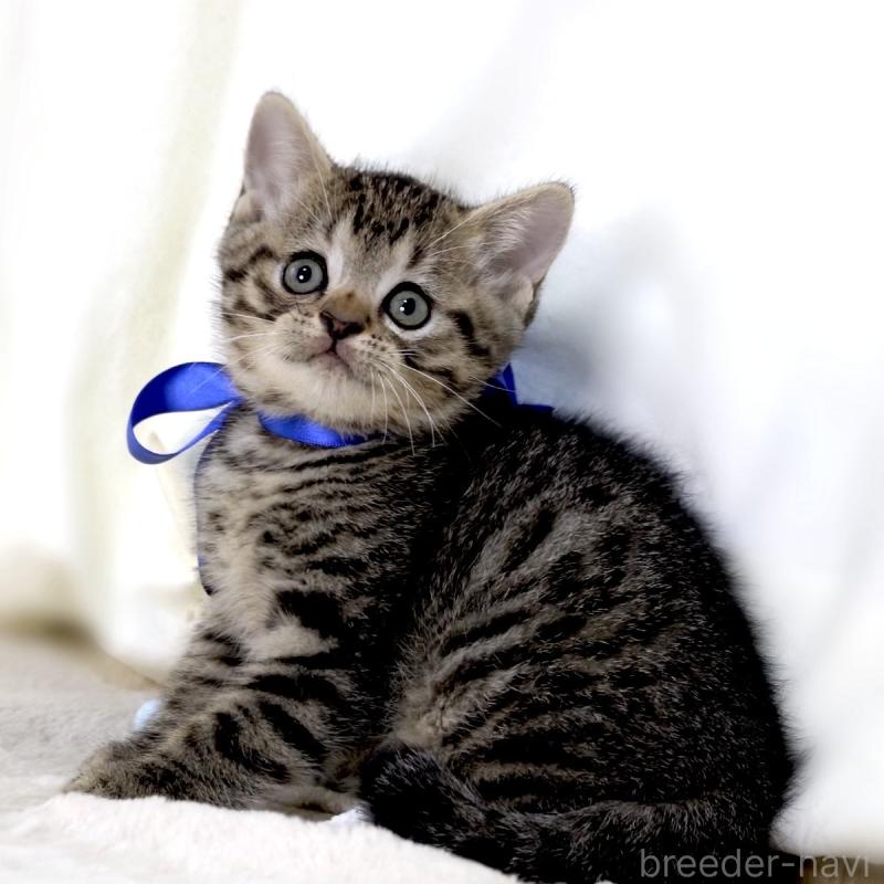 商談中の栃木県のジェネッタ-136374の6枚目