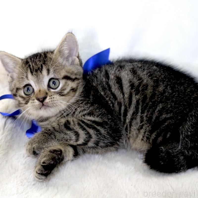 商談中の栃木県のジェネッタ-136374の5枚目