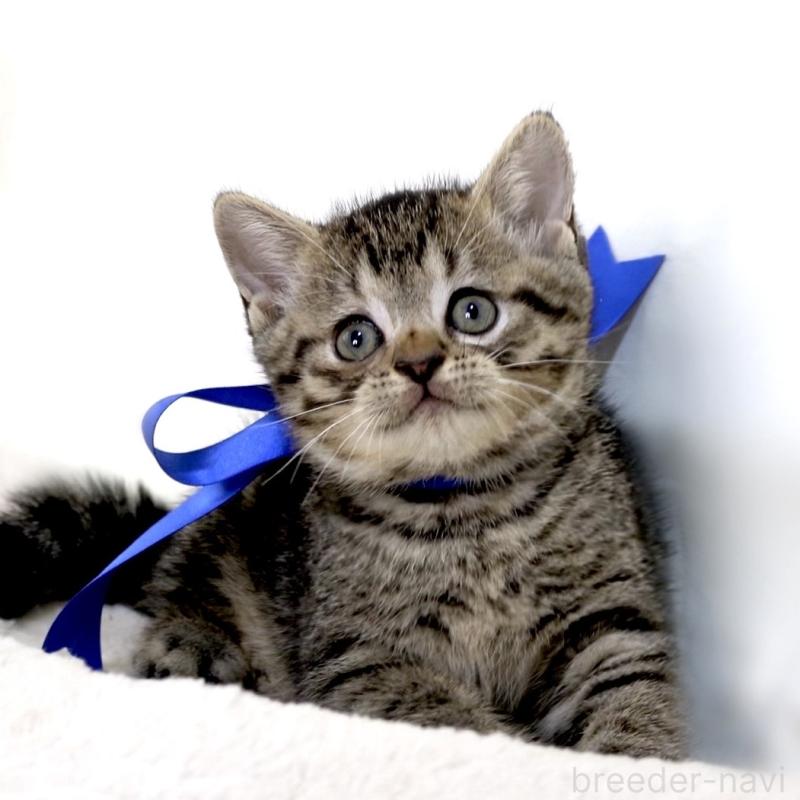 商談中の栃木県のジェネッタ-136374の4枚目