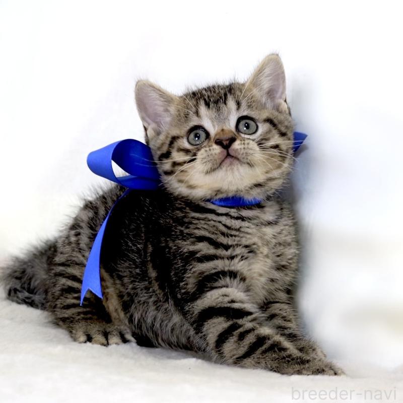 商談中の栃木県のジェネッタ-136374の3枚目