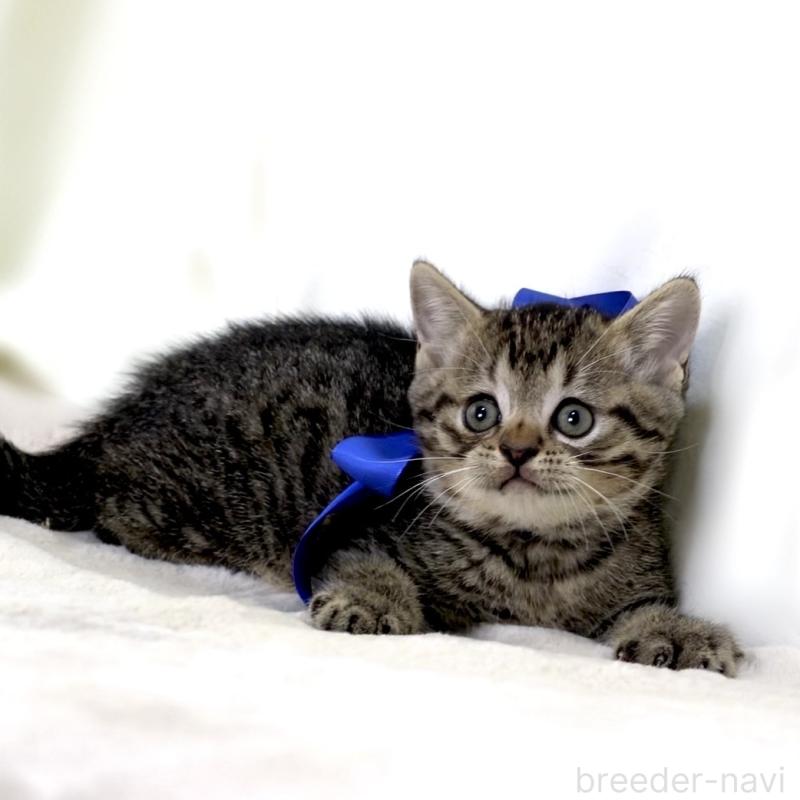 商談中の栃木県のジェネッタ-136374の2枚目