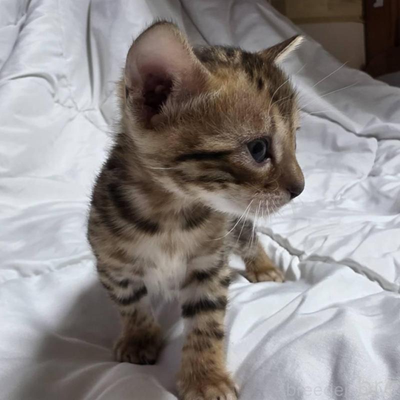 販売中の神奈川県のベンガル-138705の20枚目