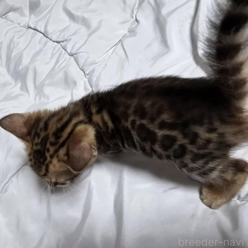 販売中の神奈川県のベンガル-138705の19枚目