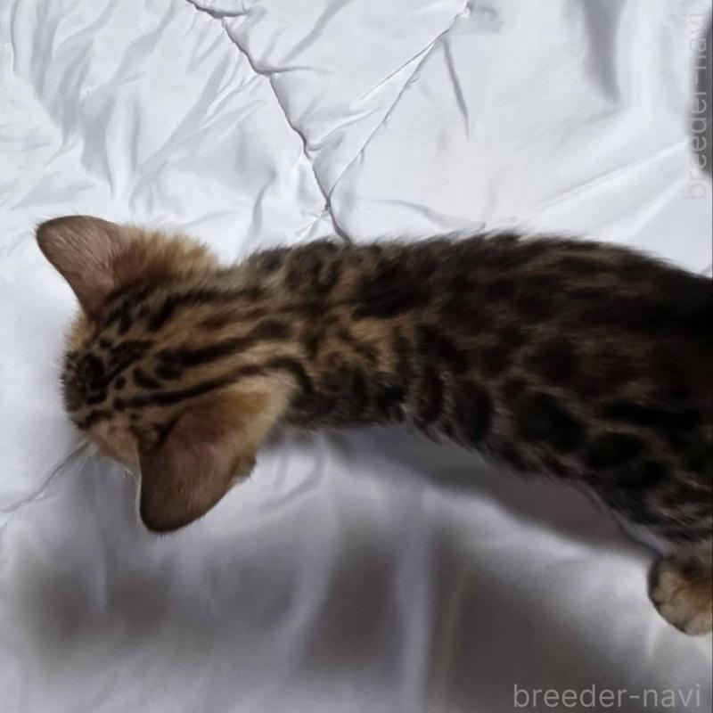 販売中の神奈川県のベンガル-138705の18枚目