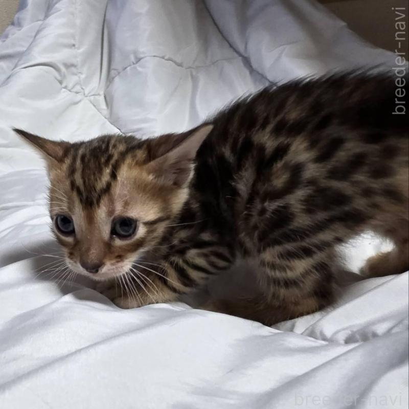 販売中の神奈川県のベンガル-138705の17枚目