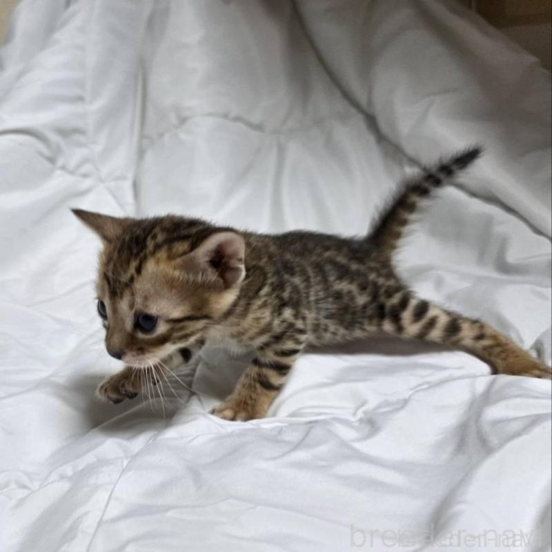 販売中の神奈川県のベンガル-138705の16枚目