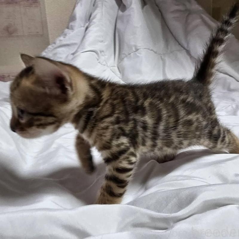 販売中の神奈川県のベンガル-138705の15枚目