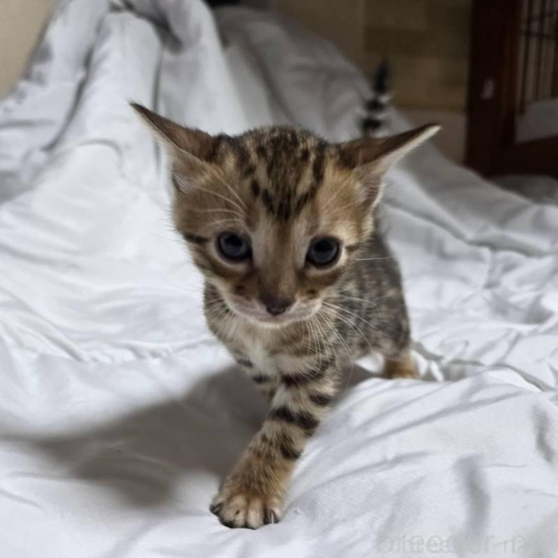 販売中の神奈川県のベンガル-138705