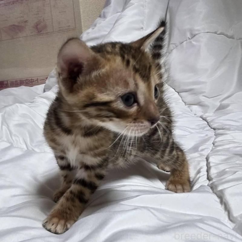 販売中の神奈川県のベンガル-138705の14枚目