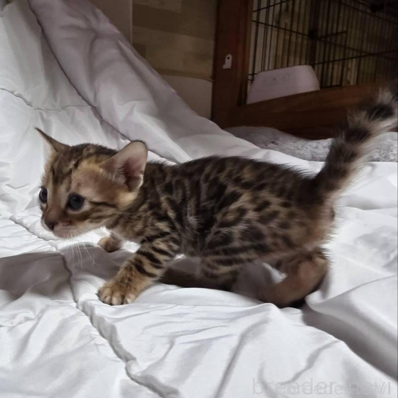 販売中の神奈川県のベンガル-138705の13枚目