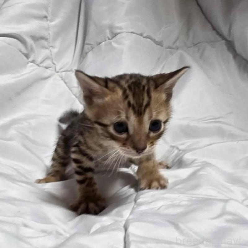 販売中の神奈川県のベンガル-138705の10枚目