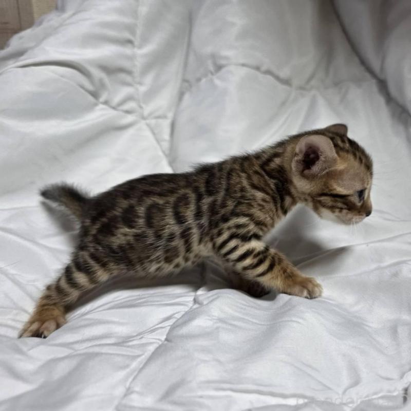 販売中の神奈川県のベンガル-138705の9枚目