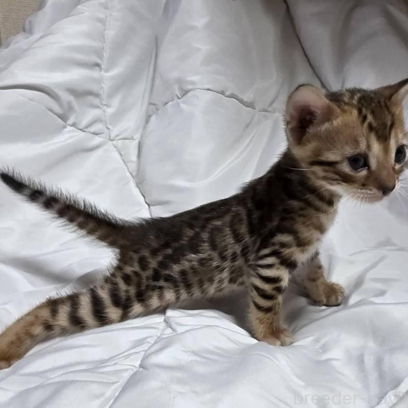 販売中の神奈川県のベンガル-138705の8枚目