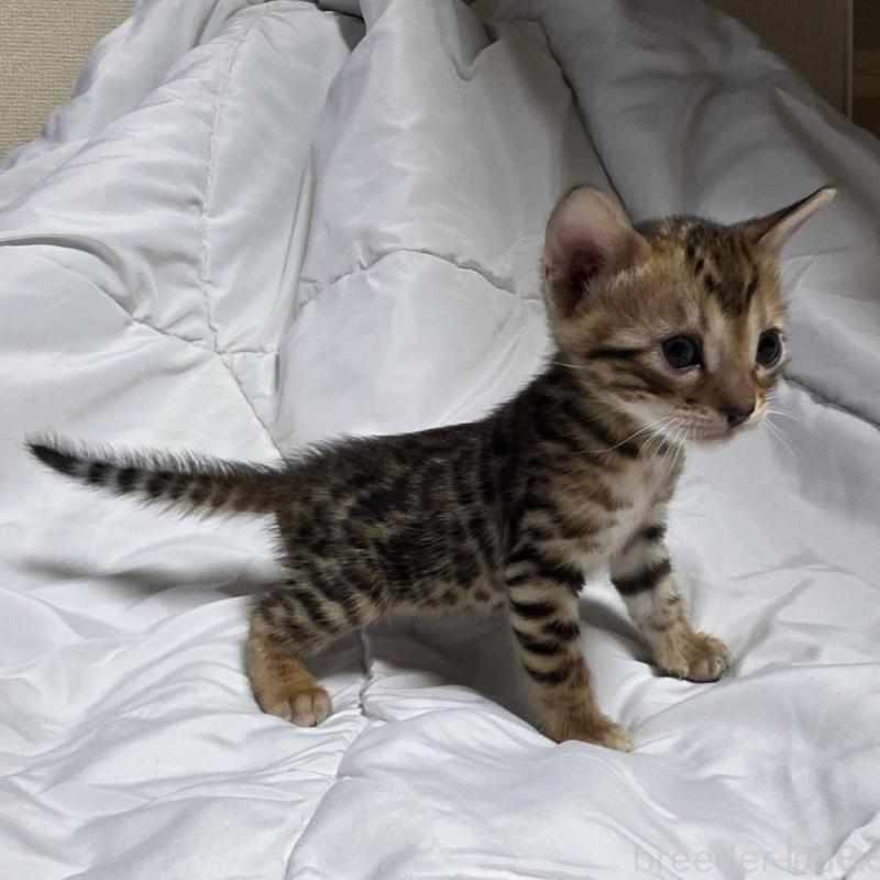 販売中の神奈川県のベンガル-138705の7枚目