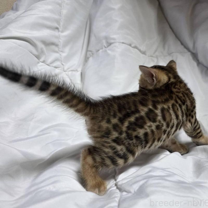 販売中の神奈川県のベンガル-138705の6枚目