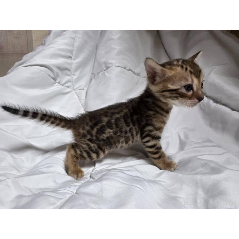 販売中の神奈川県のベンガル-138705の5枚目