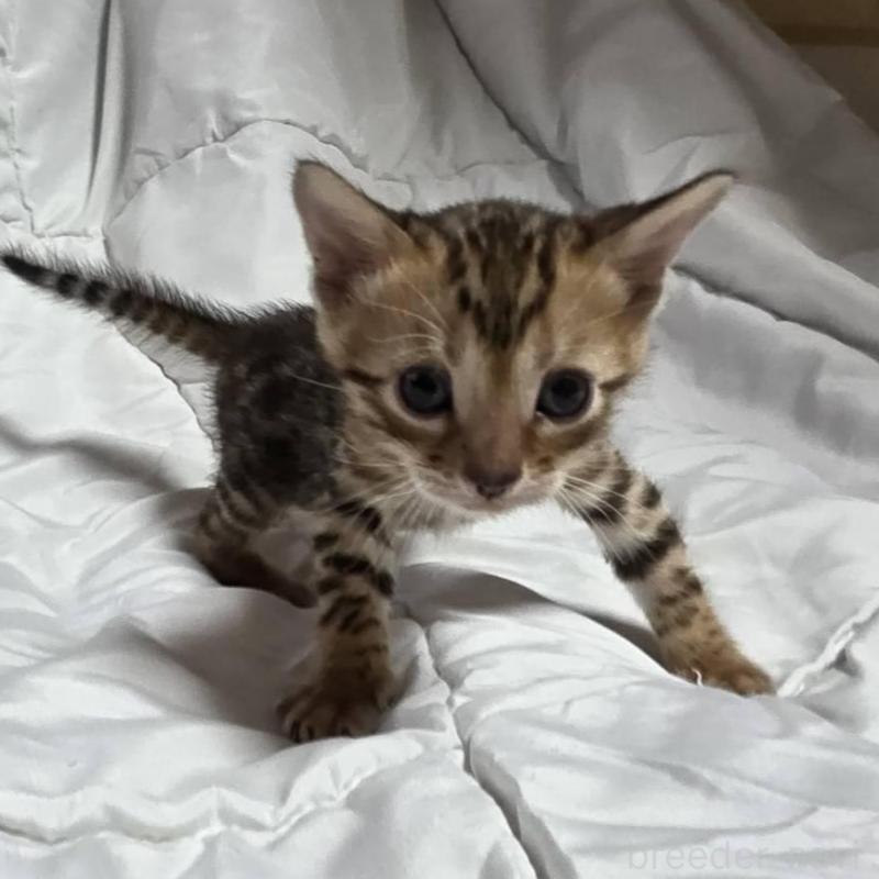 販売中の神奈川県のベンガル-138705の4枚目