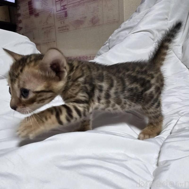 販売中の神奈川県のベンガル-138705の3枚目