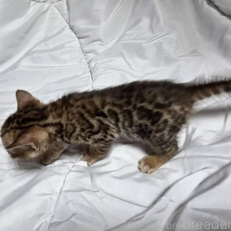 販売中の神奈川県のベンガル-138705の2枚目