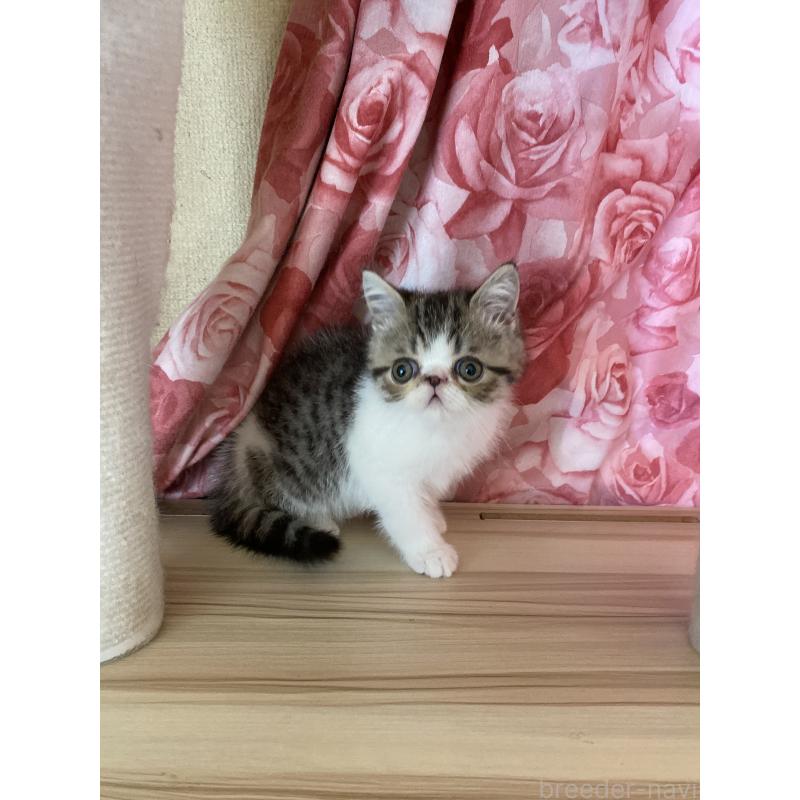 販売中の福岡県のエキゾチックショートヘア-138743の5枚目