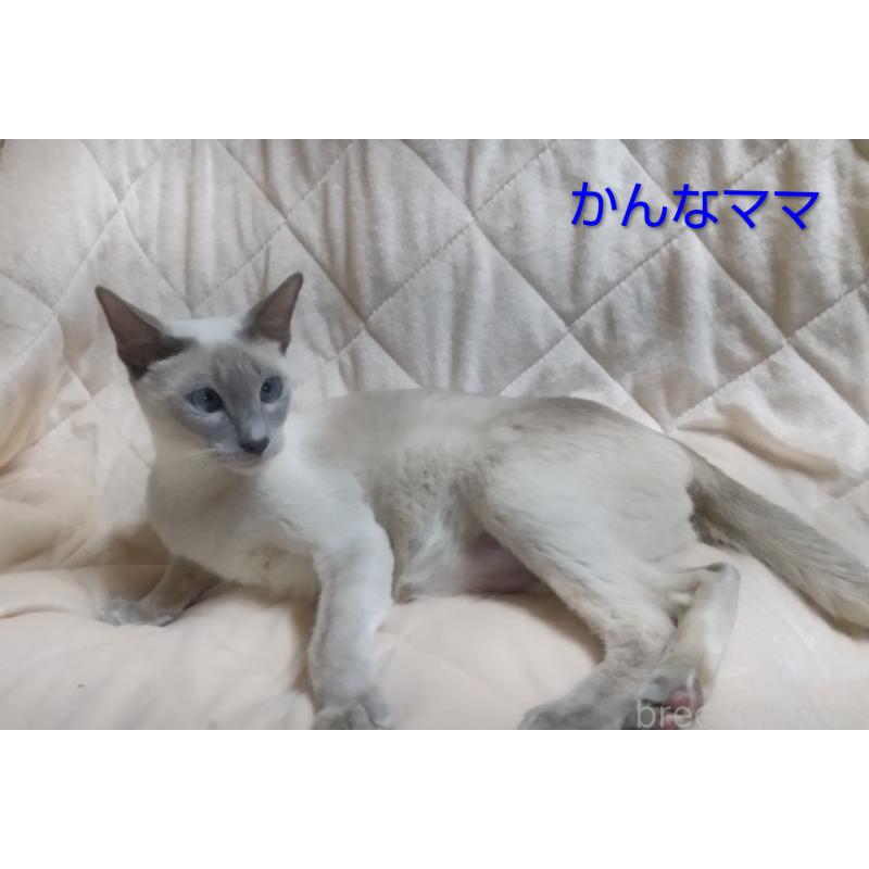 販売中の愛知県のシャム(サイアミーズ)-138744の4枚目