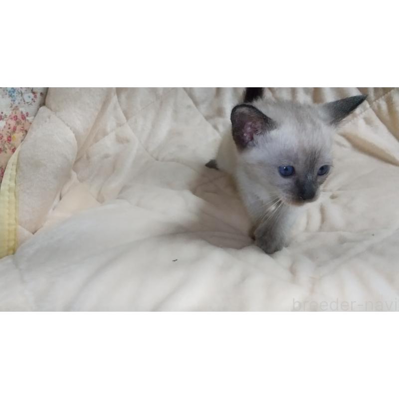 販売中の愛知県のシャム(サイアミーズ)-138744の3枚目