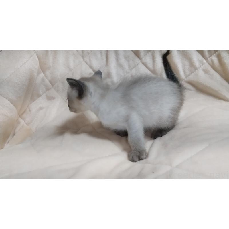 販売中の愛知県のシャム(サイアミーズ)-138744の2枚目