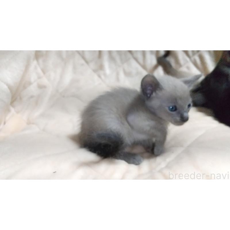 販売中の愛知県のシャム(サイアミーズ)-138745の3枚目