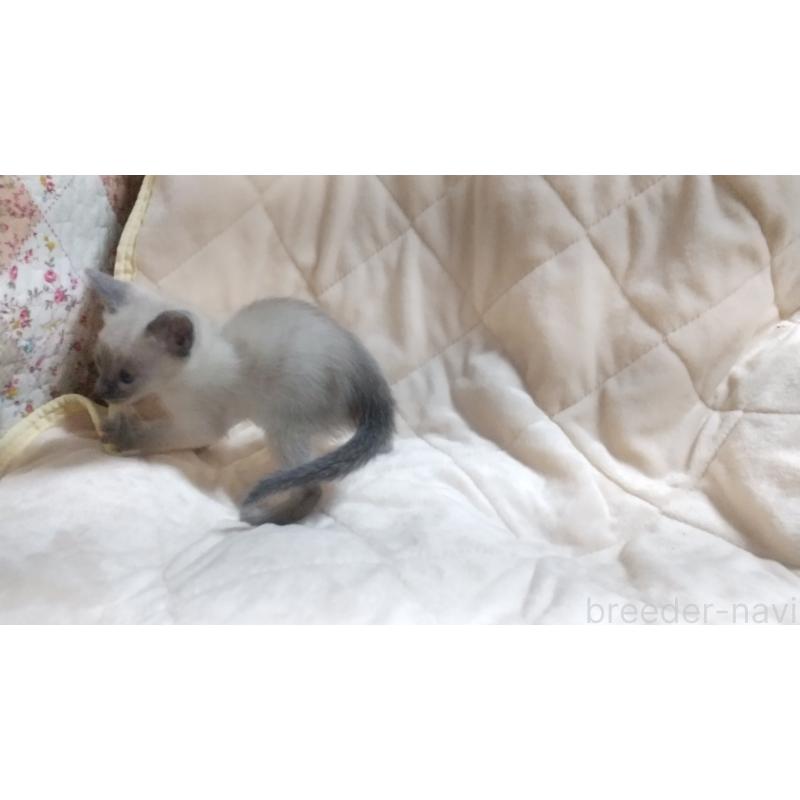 販売中の愛知県のシャム(サイアミーズ)-138746の4枚目