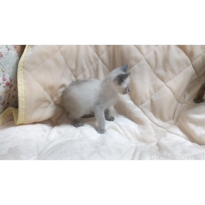 販売中の愛知県のシャム(サイアミーズ)-138746の3枚目