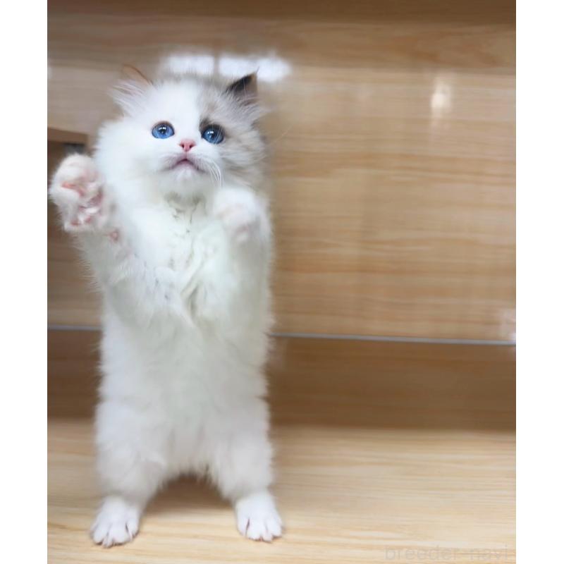 販売中の静岡県のラグドール-135963の4枚目