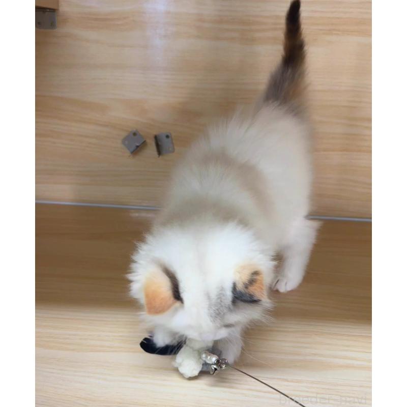 販売中の静岡県のラグドール-135963の2枚目