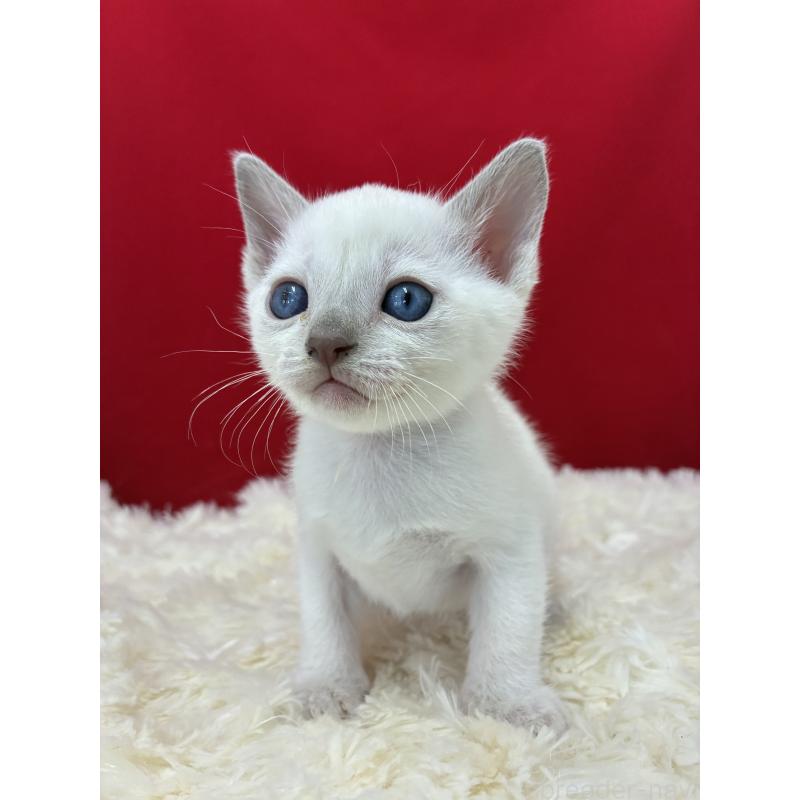 販売中の埼玉県のトンキニーズ-138750の3枚目